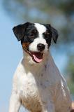 PARSON RUSSEL TERRIER 066